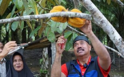 Diklaim Buah Asli Kutai, Bupati Kukar Ajak Masyarakat Nikmati Lai di Desa Batuah